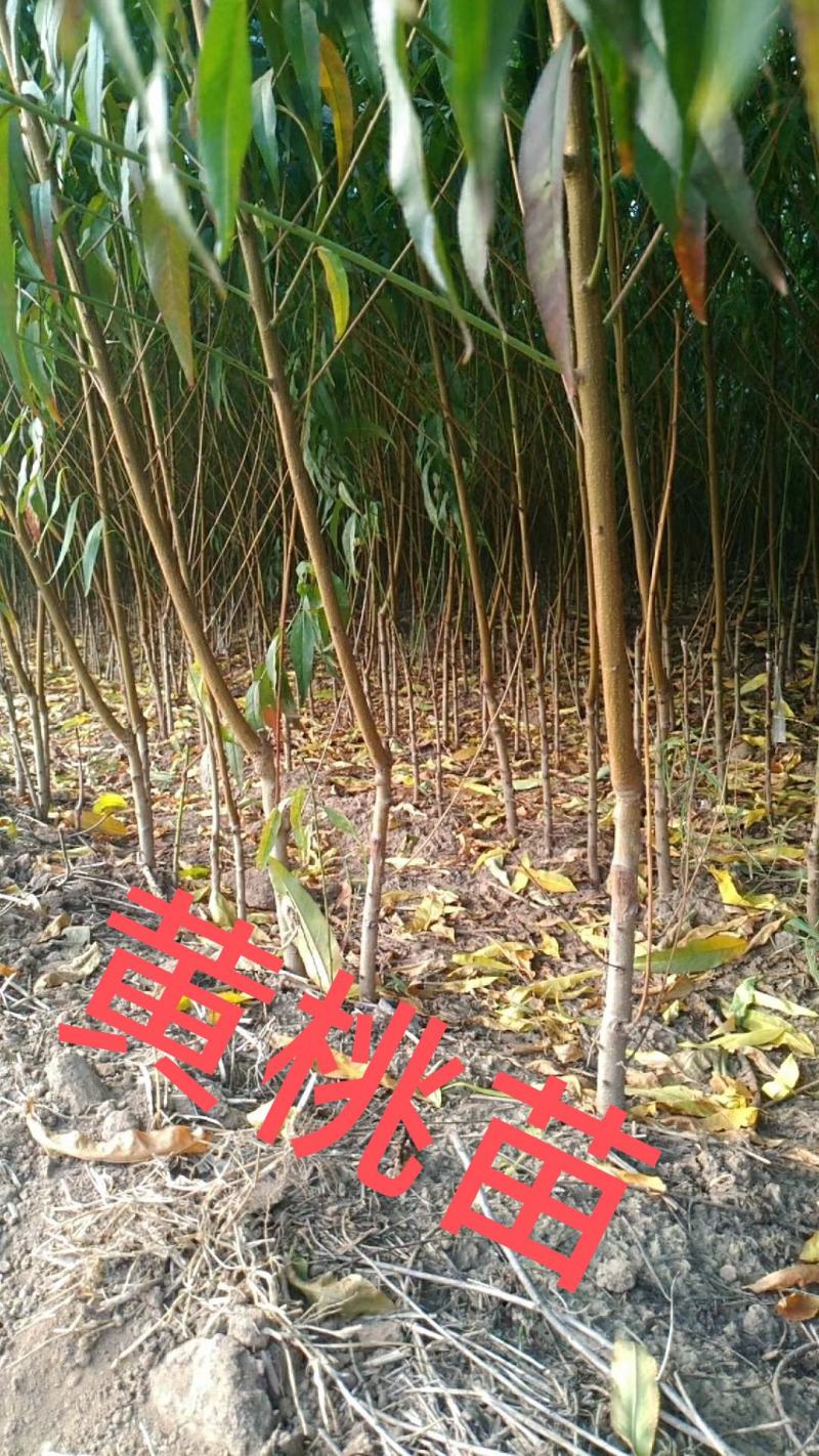 黄桃苗，品种桃树苗，品种多，质量好，需要联系