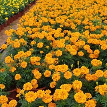 孔雀草