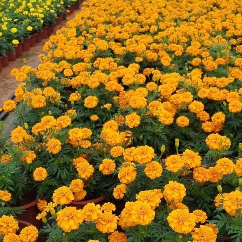 孔雀草