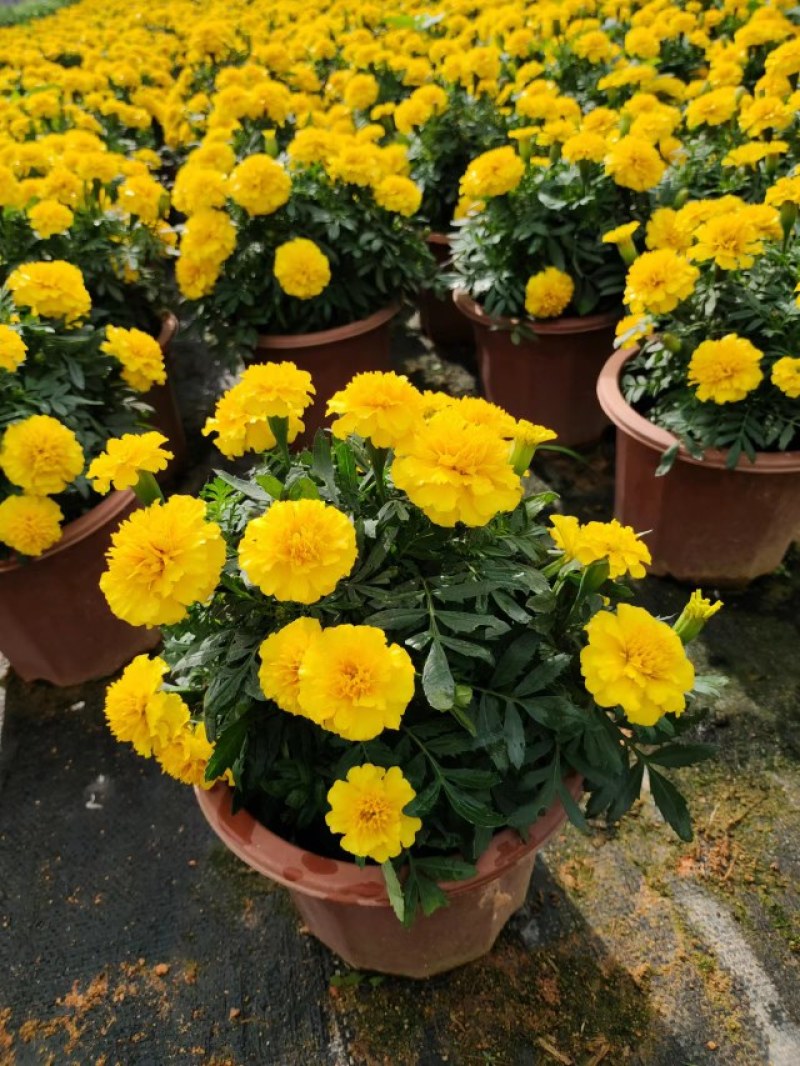 孔雀草