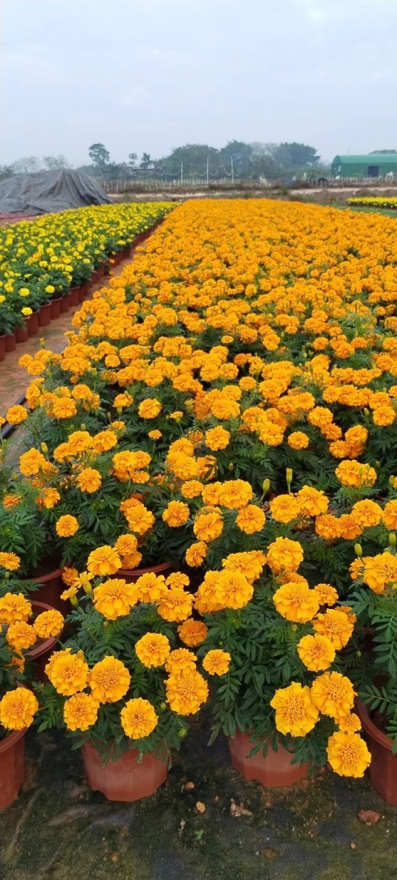 孔雀草