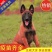 精品爆红马犬，高动力马犬，看家护院，忠诚护主