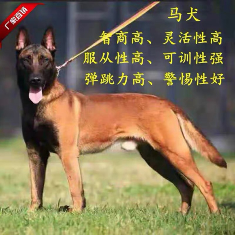 精品爆红马犬，高动力马犬，看家护院，忠诚护主