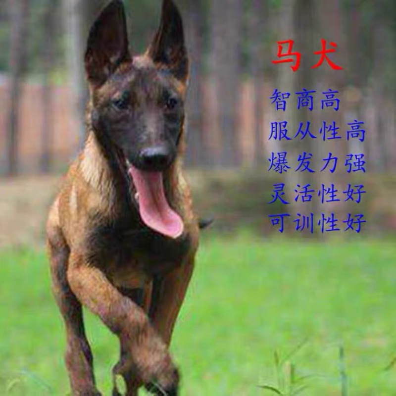 精品爆红马犬，高动力马犬，看家护院，忠诚护主