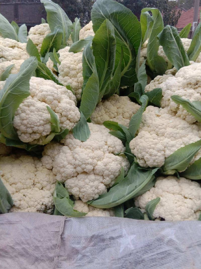 白花菜大量精品大棚白梗有机花菜菜花大小重量批发