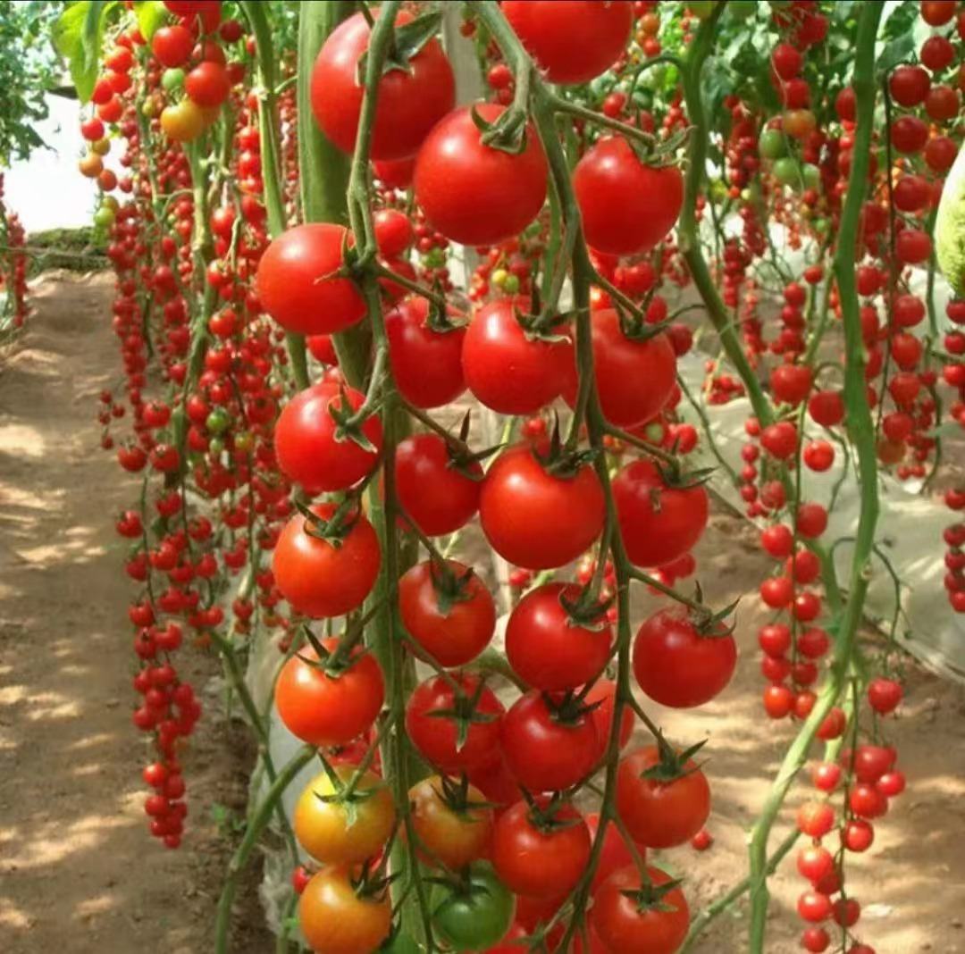 一张信息图表,展示圣女果与其他常见水果蔬菜在番茄红素、维生素C等营养成分上的对比 圣女果与其他蔬菜水果搭配的营养图谱