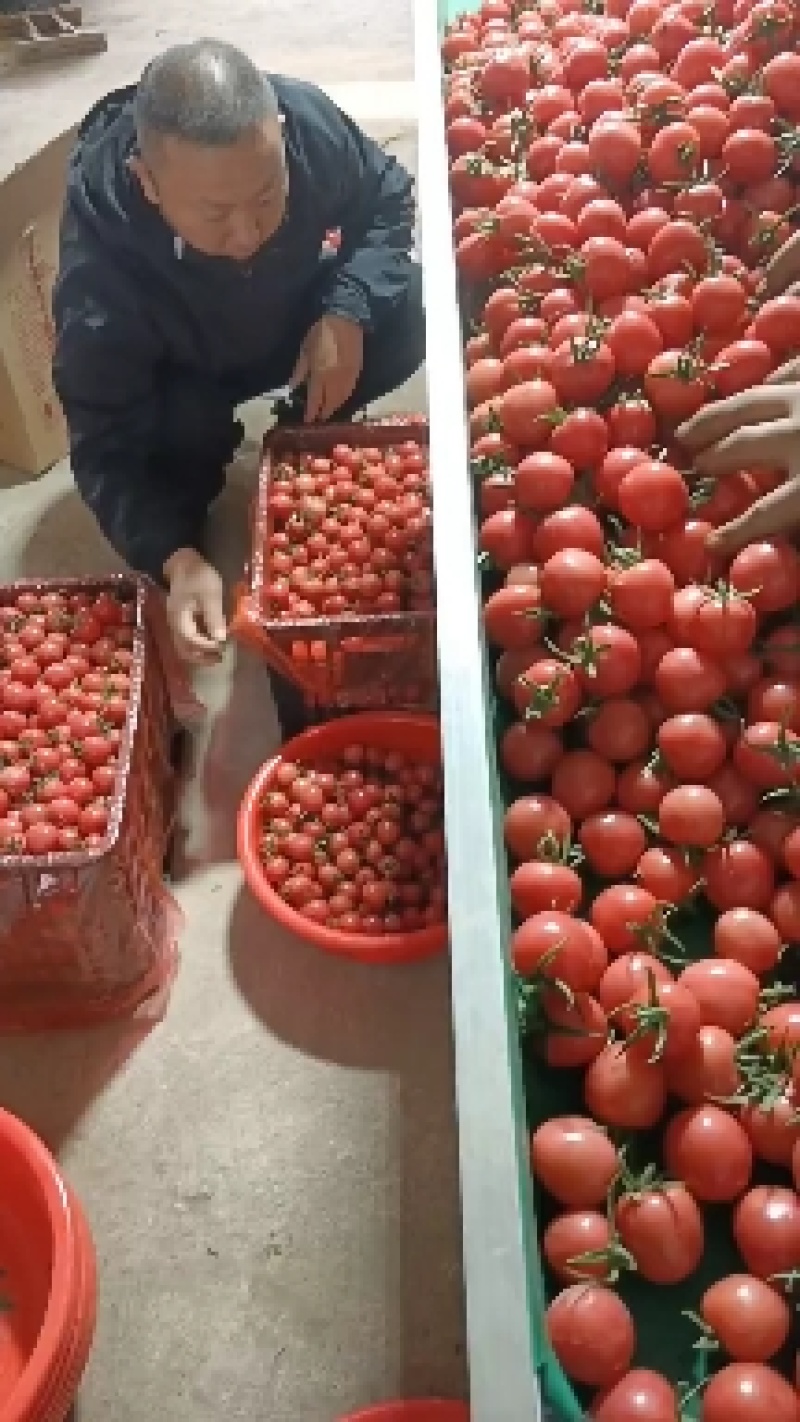 优质圣女果