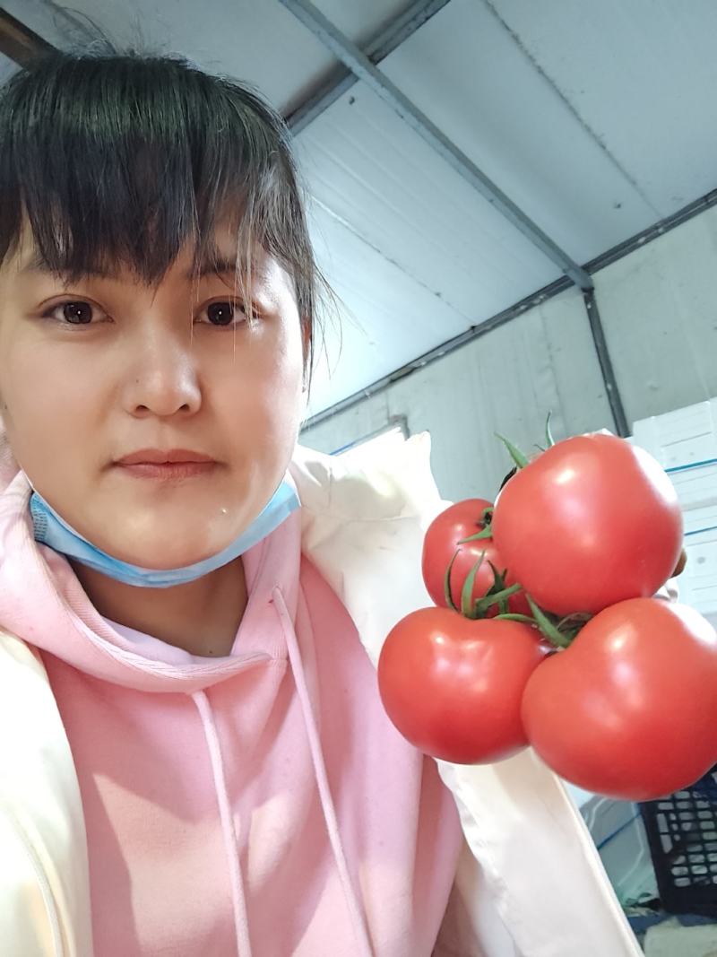 费县硬粉西红柿大量上市中，单果串果大量有货