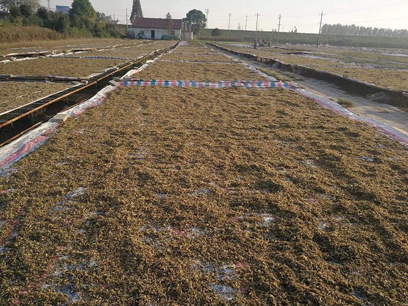 厂家供应梅干菜干酸菜免洗无沙霉菜低盐干度大