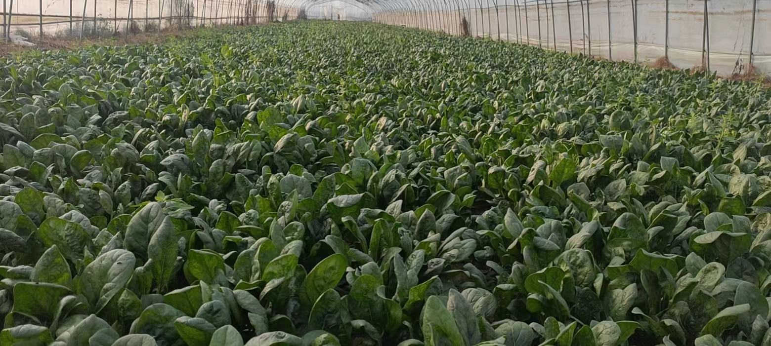 清晨露水未干的成片大叶菠菜种植基地,植株挺拔,叶片宽大肥厚、深绿油亮,叶脉清晰可见;农民身穿浅蓝色工装,正弯腰手工采摘最上层鲜嫩心叶,竹筐中堆满带露水的新鲜菠菜,背景为柔和晨光下的整齐垄沟与滴灌管道 大叶菠菜田间采收实景