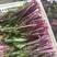 湖北菜苔精品红菜苔大量供货一手货源量大从优对接全国