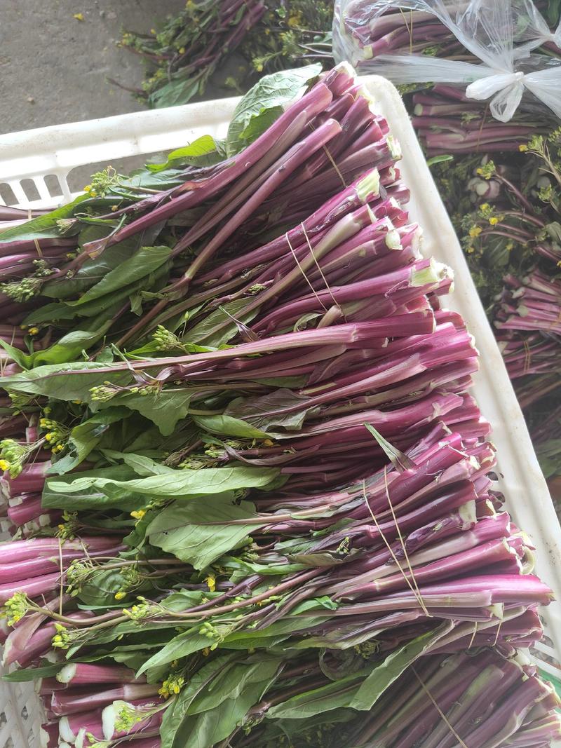 湖北菜苔精品红菜苔大量供货一手货源量大从优对接全国