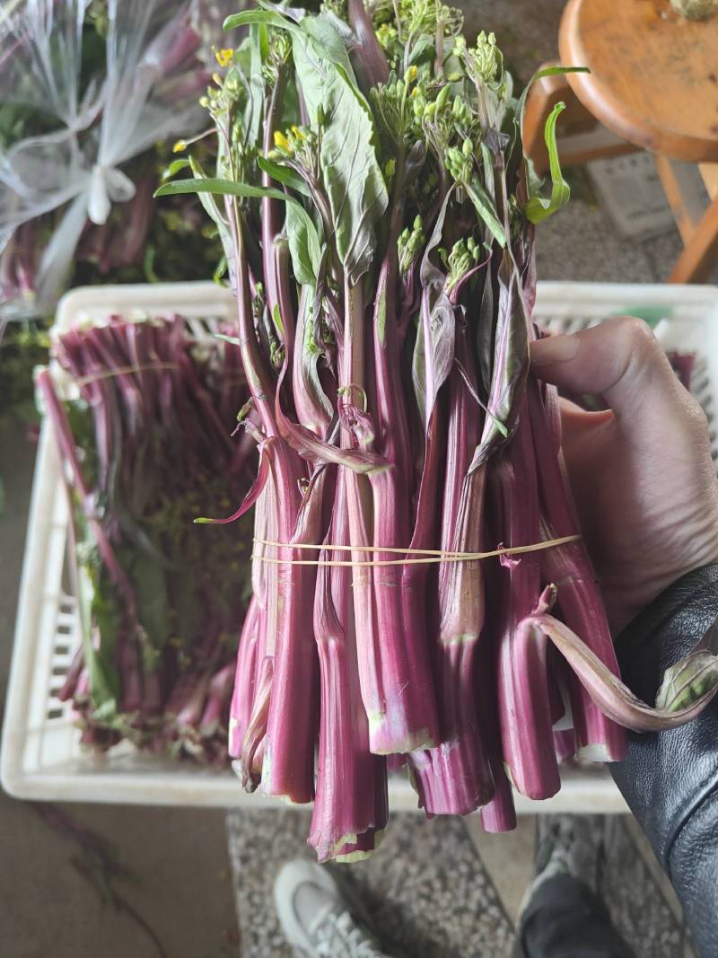 湖北菜苔精品红菜苔大量供货一手货源量大从优对接全国