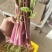 湖北菜苔精品红菜苔大量供货一手货源量大从优对接全国