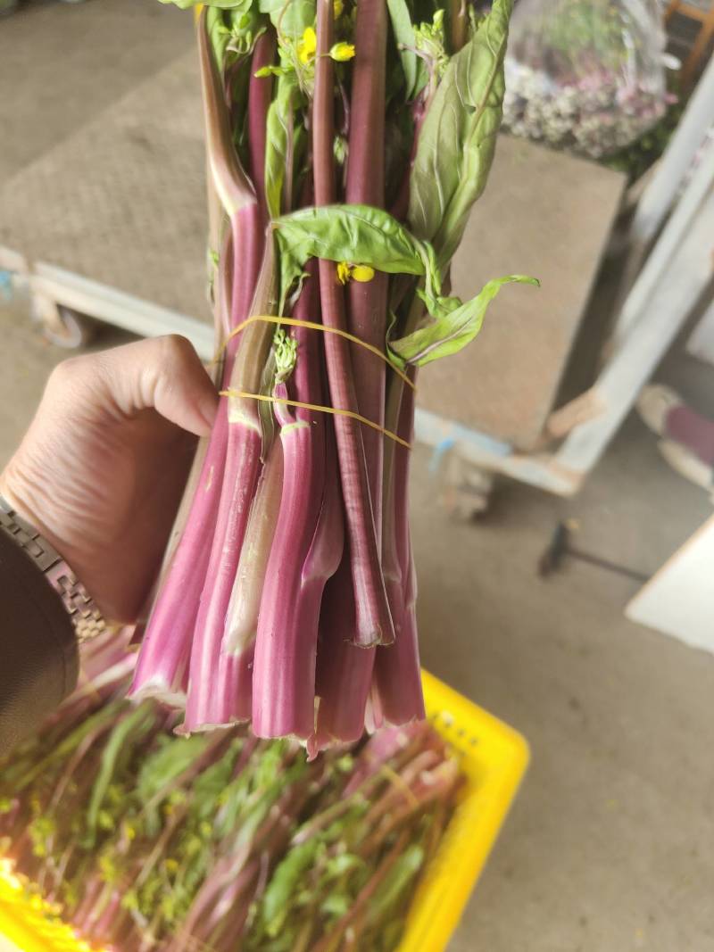 湖北菜苔精品红菜苔大量供货一手货源量大从优对接全国
