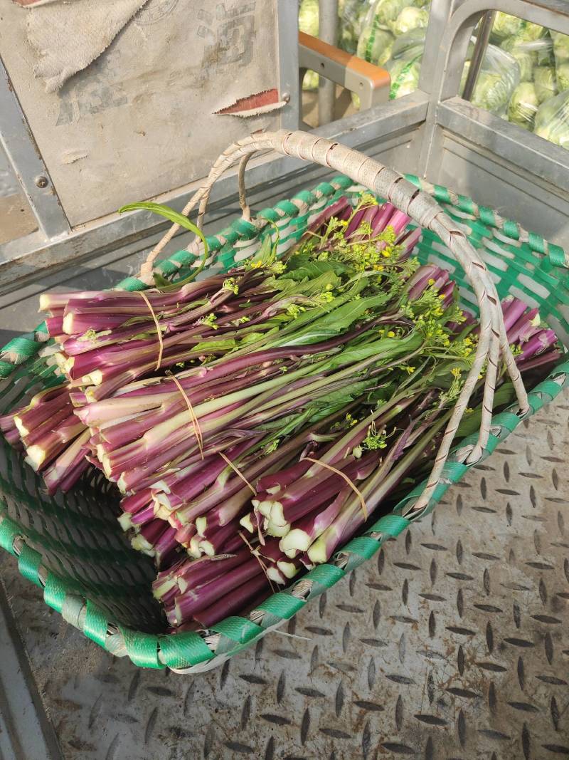 湖北菜苔精品红菜苔大量供货一手货源量大从优对接全国