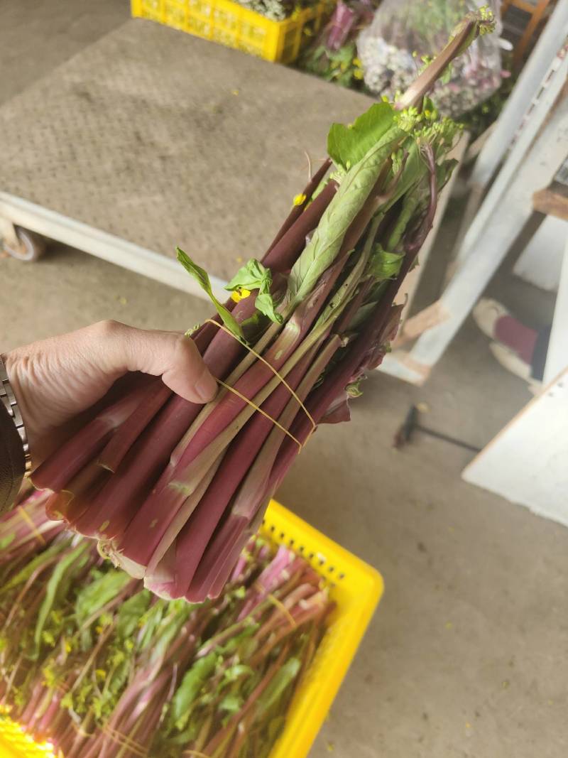 湖北菜苔精品红菜苔大量供货一手货源量大从优对接全国