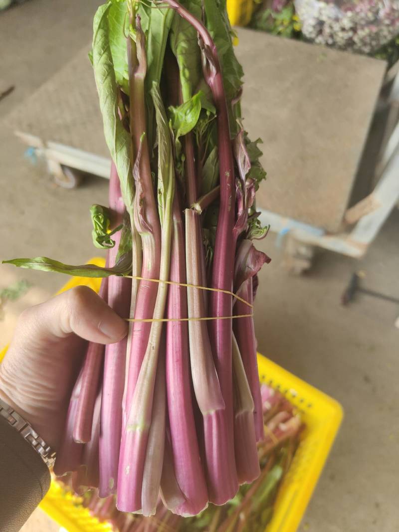 湖北菜苔精品红菜苔大量供货一手货源量大从优对接全国