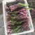 湖北菜苔精品红菜苔大量供货一手货源量大从优对接全国