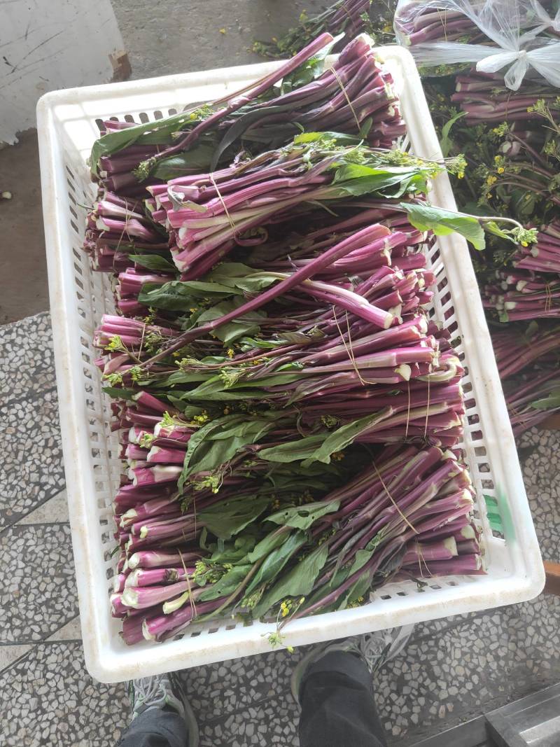 湖北菜苔精品红菜苔大量供货一手货源量大从优对接全国