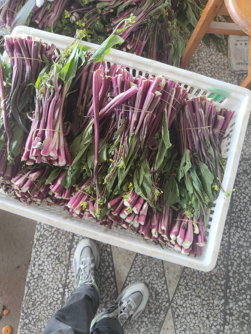 湖北菜苔精品红菜苔大量供货一手货源量大从优对接全国