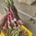 湖北菜苔精品红菜苔大量供货一手货源量大从优对接全国