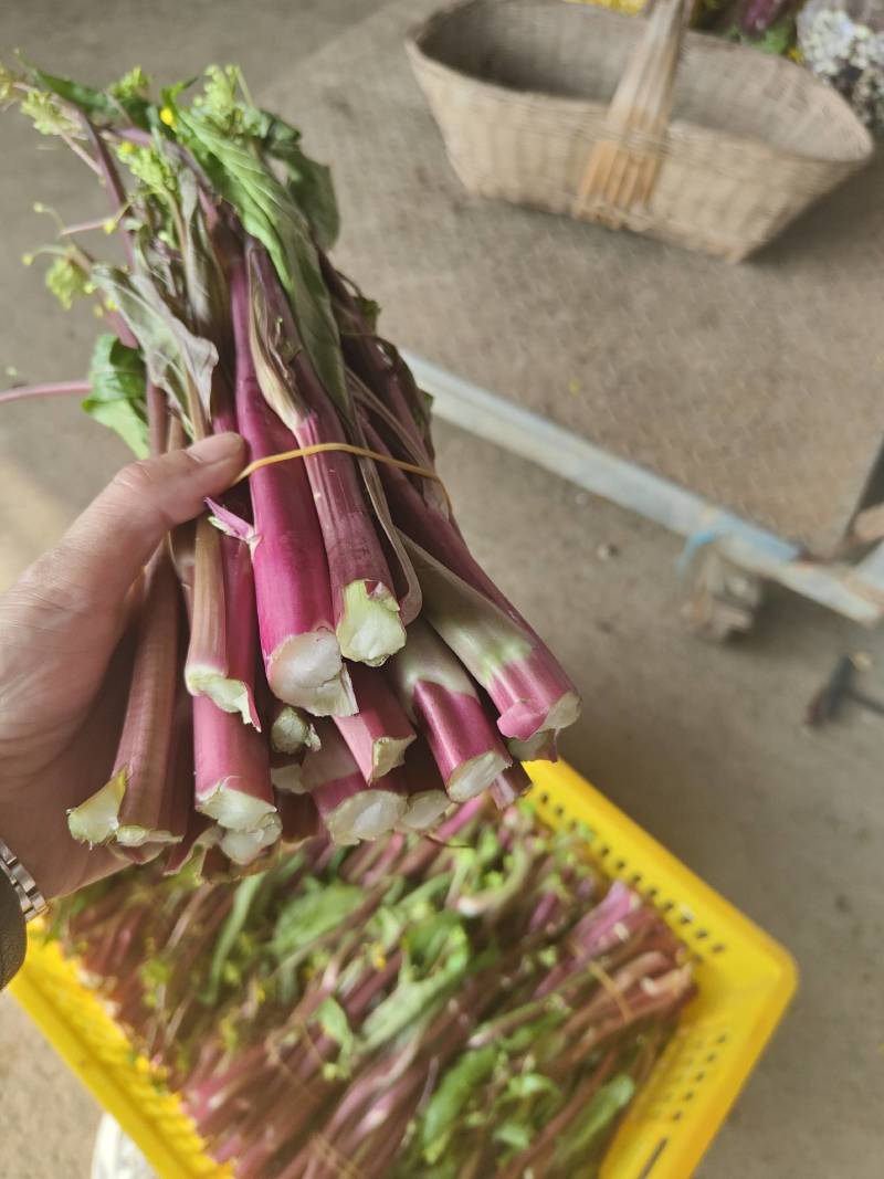 湖北菜苔精品红菜苔大量供货一手货源量大从优对接全国