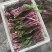 湖北菜苔精品红菜苔大量供货一手货源量大从优对接全国