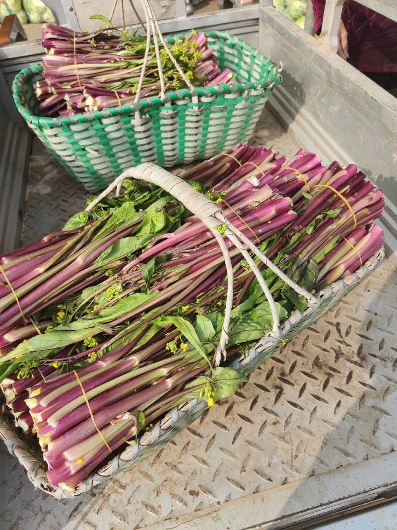 湖北菜苔精品红菜苔大量供货一手货源量大从优对接全国