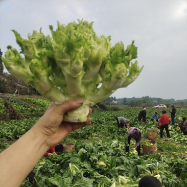 优质儿菜大量上市
