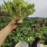 优质儿菜大量上市