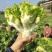优质儿菜大量上市