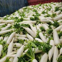 广水市白萝卜产地直销，质量好，价格低。