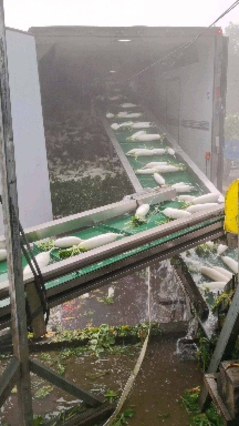 广水市白萝卜产地直销，质量好，价格低。