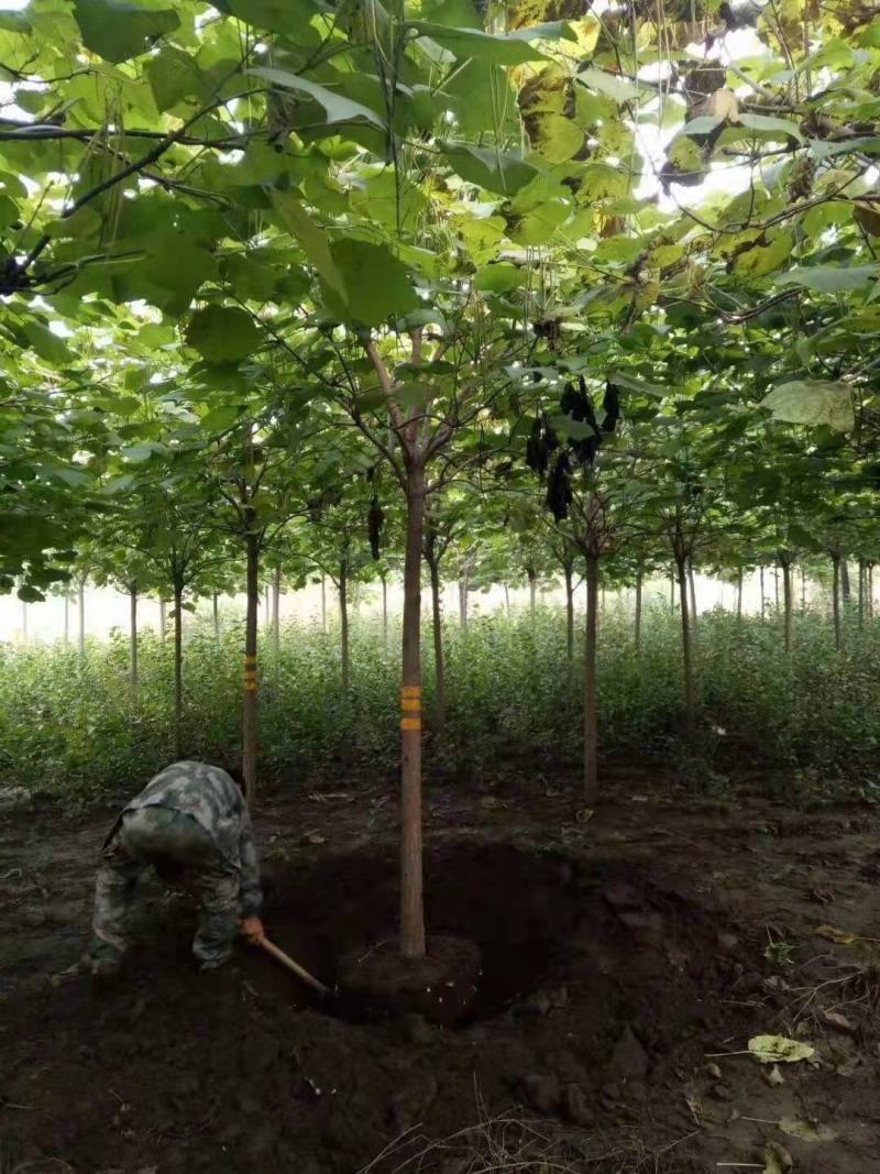 梓树梧桐树行道树丛生单杆规格全东北辽宁园林绿化树