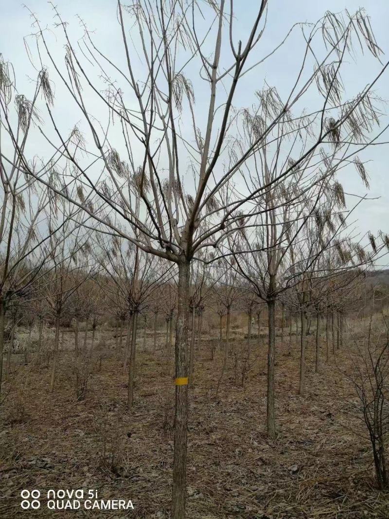 梓树梧桐树行道树丛生单杆规格全东北辽宁园林绿化树