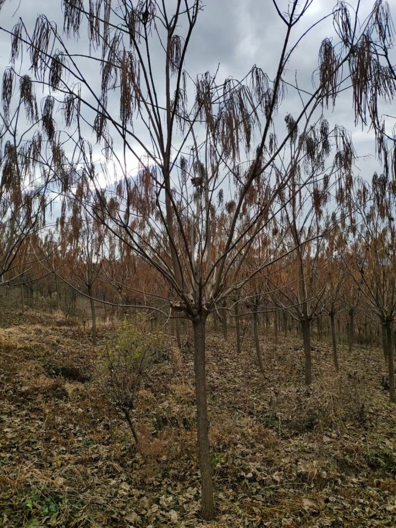 梓树梧桐树行道树丛生单杆规格全东北辽宁园林绿化树