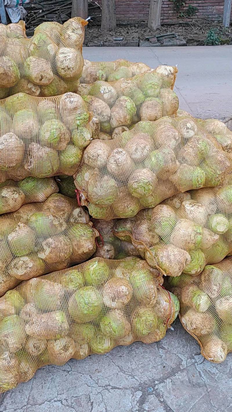 大头菜芥菜头新鲜上市货源充足产地代办欢迎联系