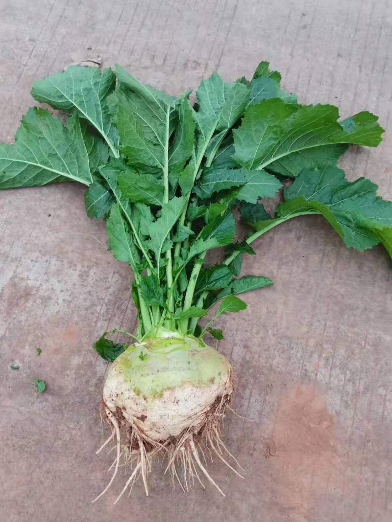大头菜芥菜头新鲜上市货源充足产地代办欢迎联系