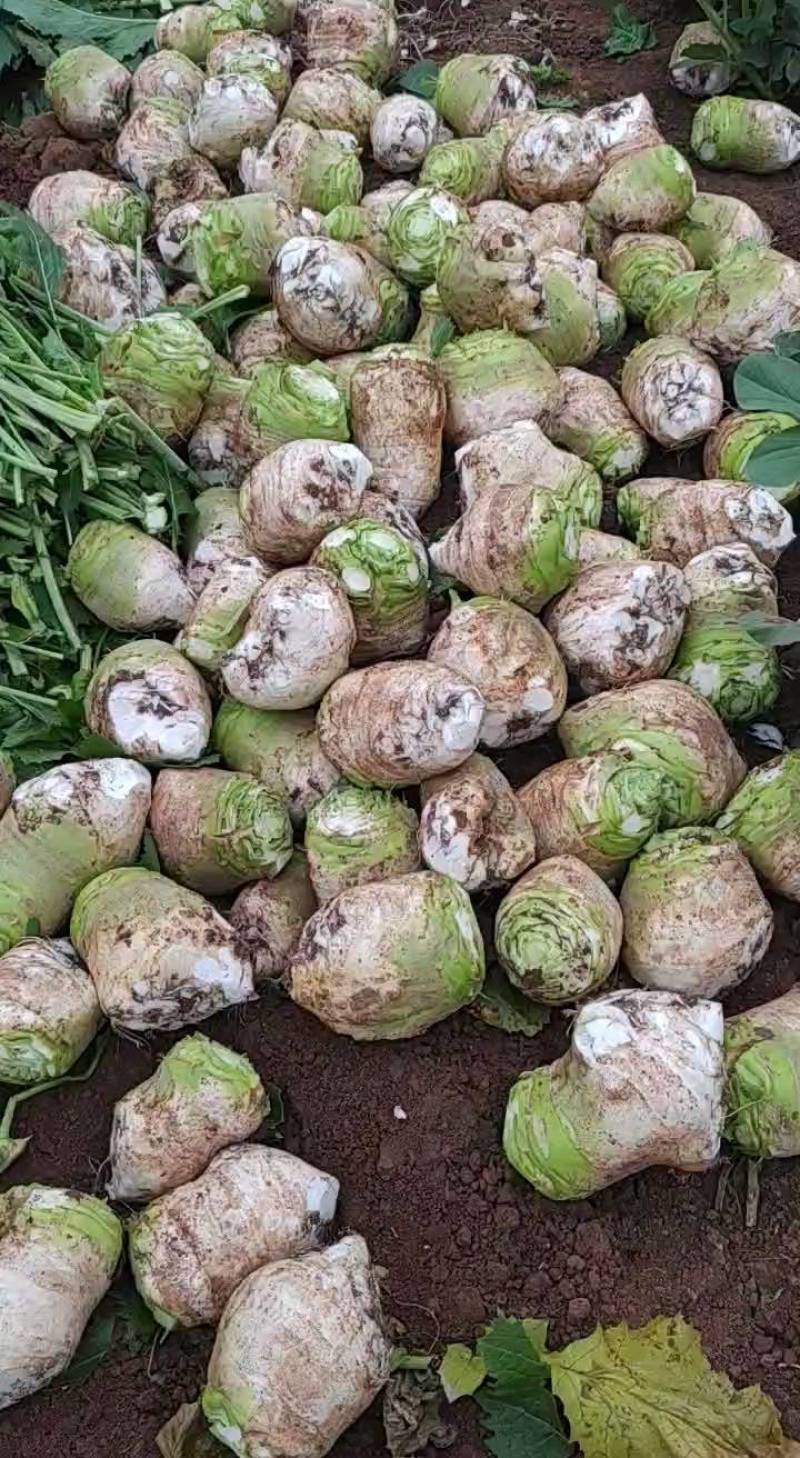 大头菜芥菜头新鲜上市货源充足产地代办欢迎联系