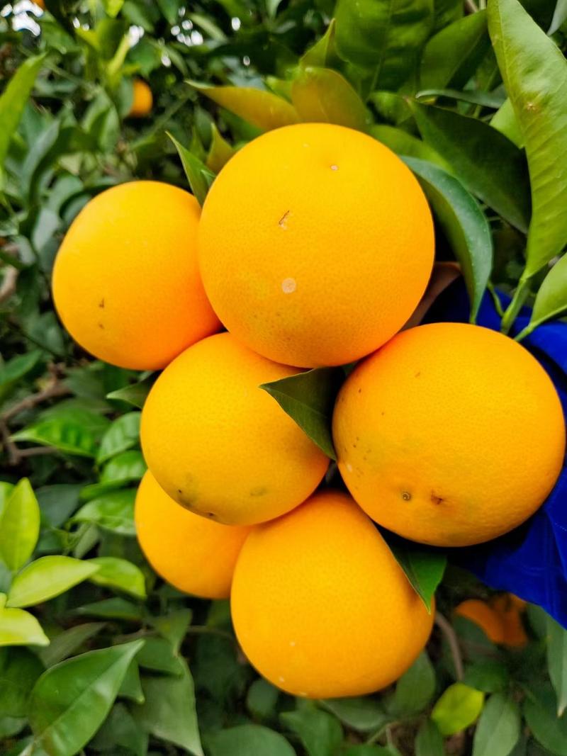 资中塔罗料血橙，产地一手货规格齐全，质量保证，货源充足
