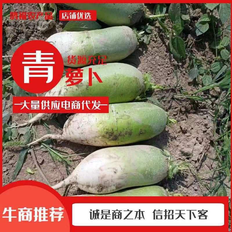 周口青萝卜大量供应可水水洗加工电商货入库发市场