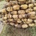 热销精品鄂莲粉藕，又粉又耙，炖汤回甜，第一年田，粉质厚重