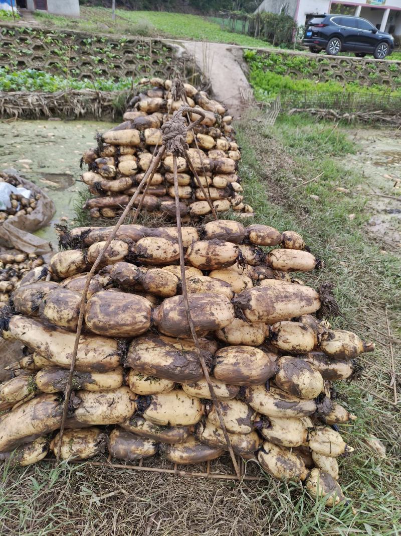 热销精品鄂莲粉藕，又粉又耙，炖汤回甜，第一年田，粉质厚重