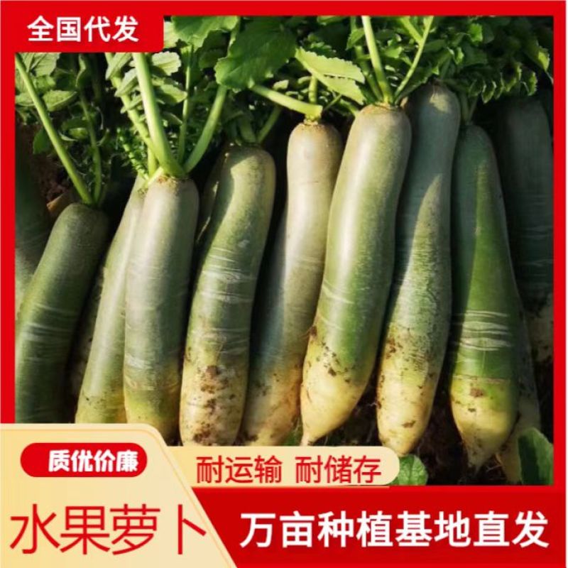潍坊天星二号瓜茬萝卜潍县萝卜脆甜1~1.5斤起