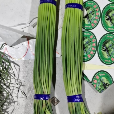 金乡蒜薹大量供应1斤1把，各大电商平台。商超，常年加工