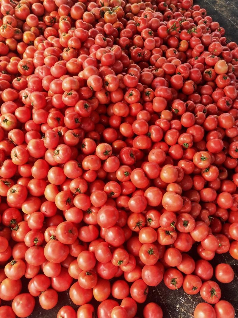 【精选】【产地直供】费县硬粉番茄超市市场档口电商一手货源