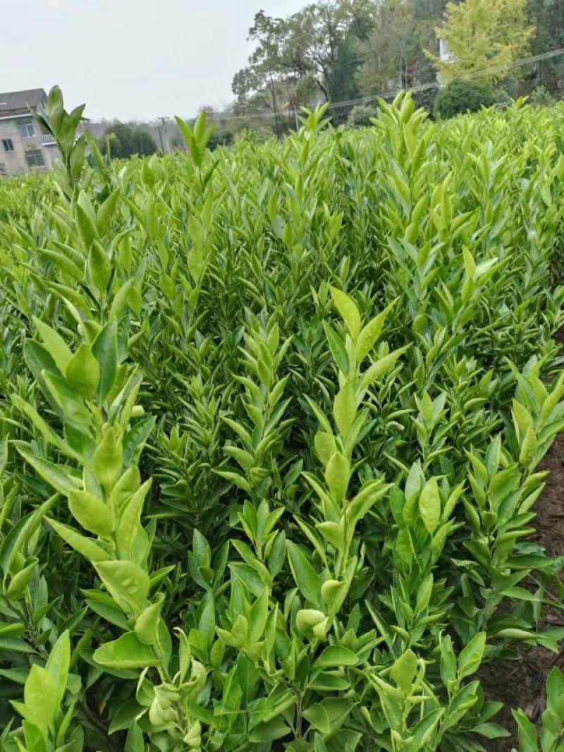 特早熟大分4号，特早熟蜜橘的选择，保证质量