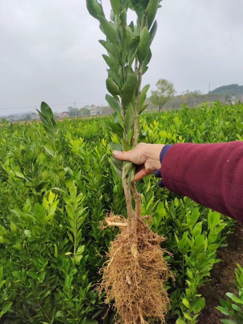 特早熟大分4号，特早熟蜜橘的选择，保证质量