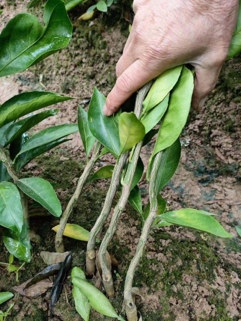 特早熟大分4号，特早熟蜜橘的选择，保证质量